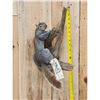 Image 1 : Color Phase Squirrel Full Body Taxidermy Mount