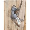 Image 3 : Color Phase Squirrel Full Body Taxidermy Mount