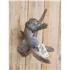 Image 4 : Color Phase Squirrel Full Body Taxidermy Mount