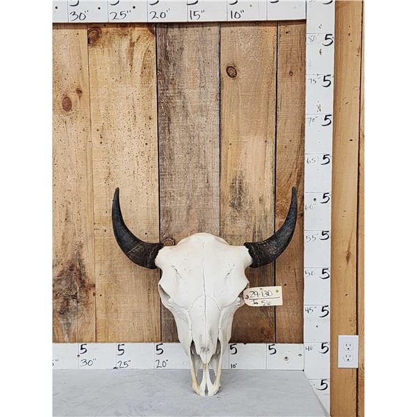 American Bison Buffalo Skull Taxidermy