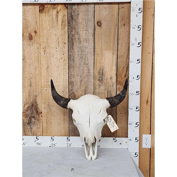American Bison Buffalo Skull Taxidermy