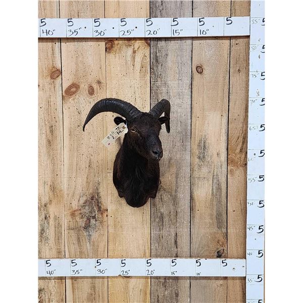 Exotic Black Ram Sheep Shoulder Mount Taxidermy