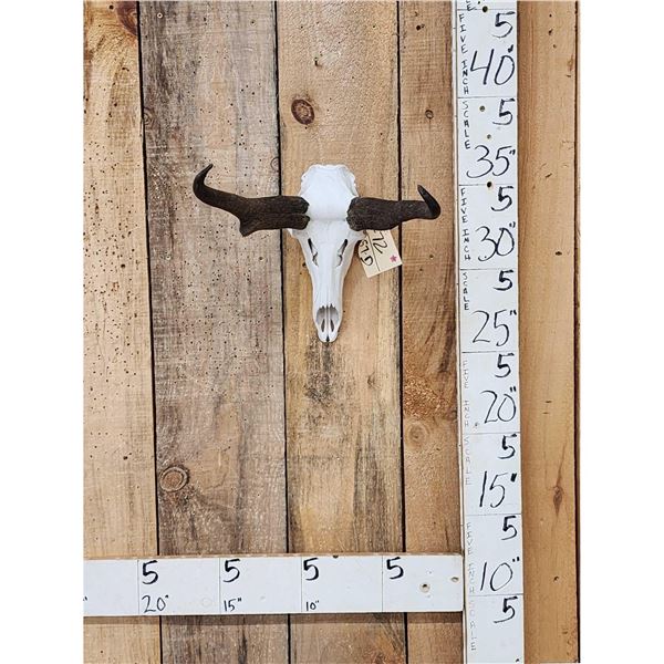 Pronghorn Antelope Skull Taxidermy