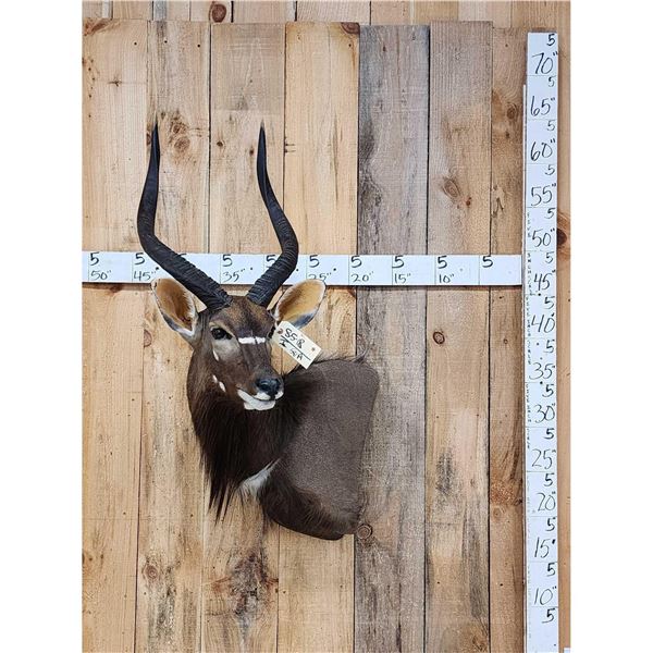 African Nyala Shoulder Mount Taxidermy
