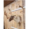 Image 2 : Caribou Shoulder Mount Taxidermy