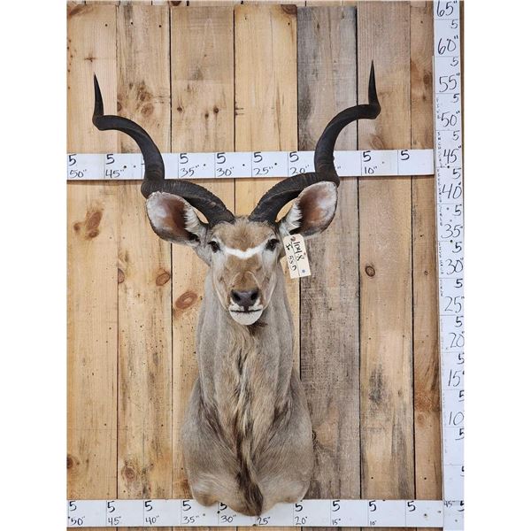 African Kudu Shoulder Mount Taxidermy