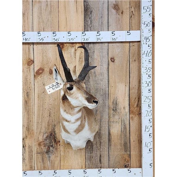 Pronghorn Antelope Shoulder Mount Taxidermy