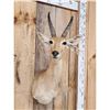Image 2 : African Reedbuck Shoulder Mount Taxidermy
