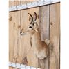Image 3 : African Reedbuck Shoulder Mount Taxidermy