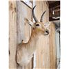 Image 4 : African Reedbuck Shoulder Mount Taxidermy