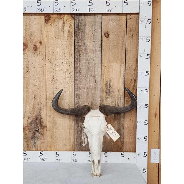 African Blue Wildebeest Skull Taxidermy