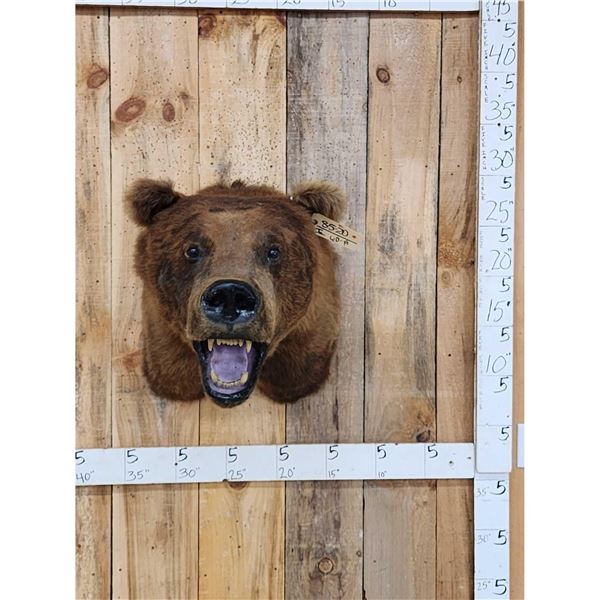 HUGE Vintage Alaskan Brown Bear Shoulder Mount Taxidermy