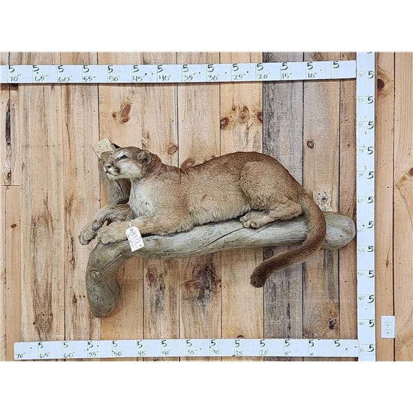 Mountain Lion Cougar Full Body Taxidermy Mount