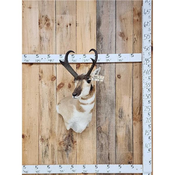 Pronghorn Antelope Shoulder Mount Taxidermy