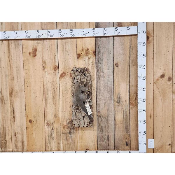 Grey Squirrel Climbing A Tree Taxidermy
