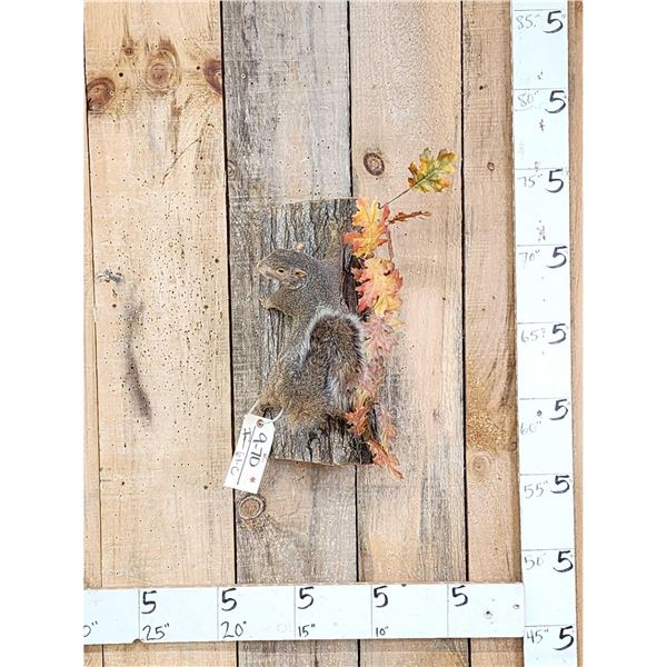 Red Squirrel Climbing A Tree Taxidermy Mount