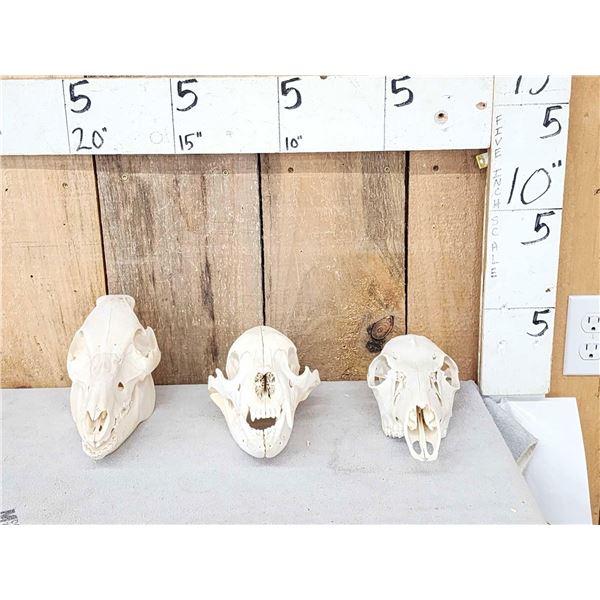 Game Animal Skulls Lot