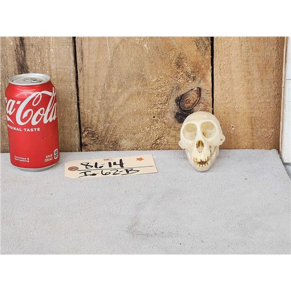 Mustached Guenon Skull Taxidermy