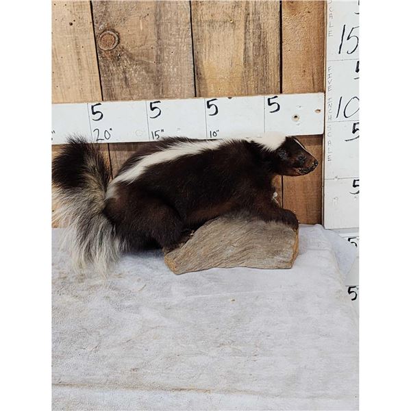 Skunk Full Body Taxidermy Mount