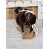 Image 2 : Skunk Full Body Taxidermy Mount
