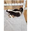 Image 3 : Skunk Full Body Taxidermy Mount