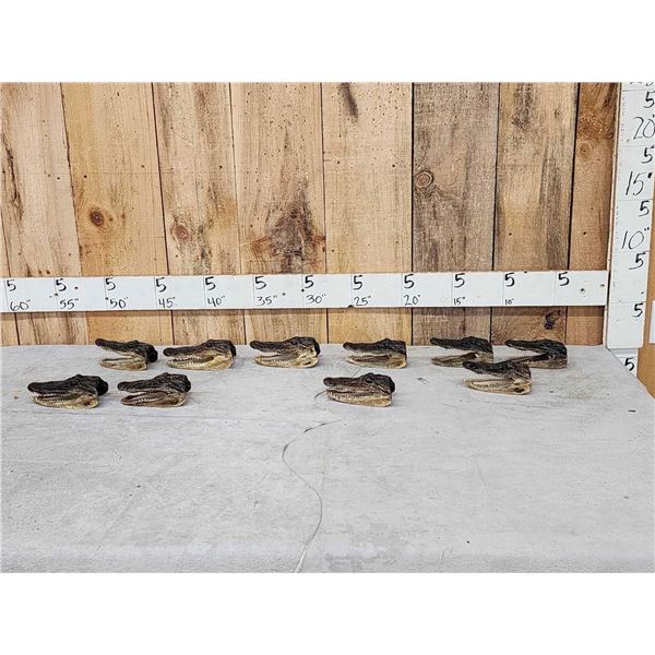 Ten Taxidermy Alligator Heads