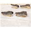Image 4 : Ten Taxidermy Alligator Heads