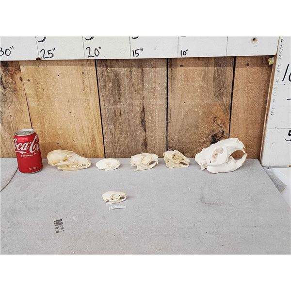 Small Animal Skulls Lot Taxidermy