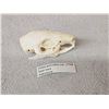 Image 2 : Small Animal Skulls Lot Taxidermy