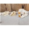 Image 6 : Small Animal Skulls Lot Taxidermy