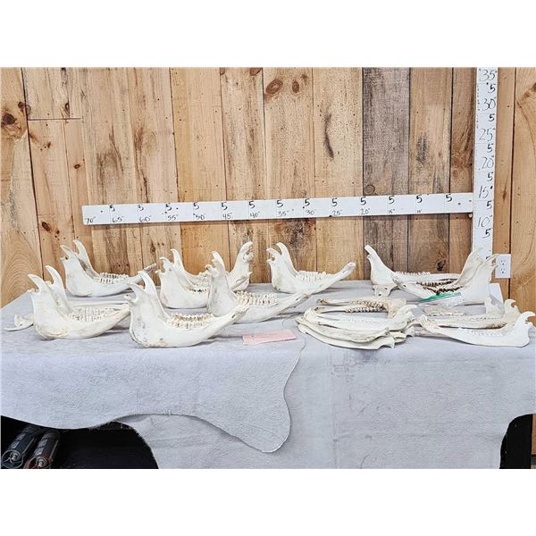 Big Game Jawbone Lot Taxidermy
