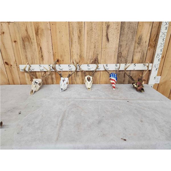 5 Decorated Whitetail Skulls Taxidermy
