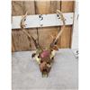 Image 3 : 5 Decorated Whitetail Skulls Taxidermy