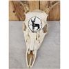 Image 7 : 5 Decorated Whitetail Skulls Taxidermy