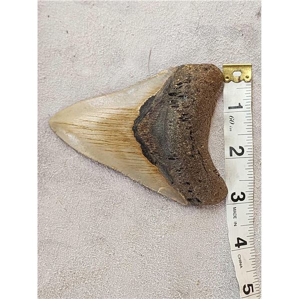 NICE Megalodon Shark Tooth Fossil