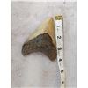 Image 2 : NICE Megalodon Shark Tooth Fossil