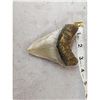 Image 3 : NICE Megalodon Shark Tooth Fossil