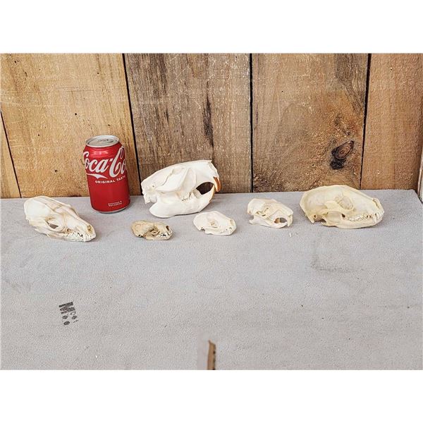 Snall Game Fur Bearers Skull Lot Taxidermy