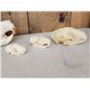 Image 2 : Snall Game Fur Bearers Skull Lot Taxidermy