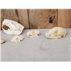 Image 5 : Snall Game Fur Bearers Skull Lot Taxidermy