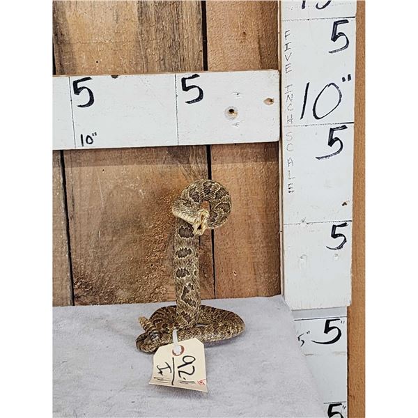 Diamondback Rattlesnake Full Body Taxidermy Mount