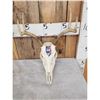 Image 2 : 3 Painted Whitetail Skulls Taxidermy