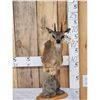 Image 1 : African Klipspringer Table Top Pedestal Taxidermy Mount