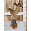 Image 2 : African Klipspringer Table Top Pedestal Taxidermy Mount