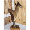 Image 3 : African Klipspringer Table Top Pedestal Taxidermy Mount