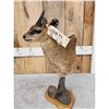 Image 4 : African Klipspringer Table Top Pedestal Taxidermy Mount