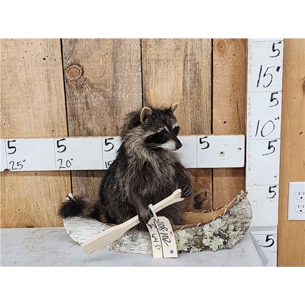 Raccoon In A Birch Bark Canoe Taxidermy