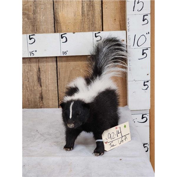 Skunk Full Body Taxidermy Mount