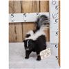 Image 1 : Skunk Full Body Taxidermy Mount