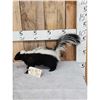 Image 2 : Skunk Full Body Taxidermy Mount